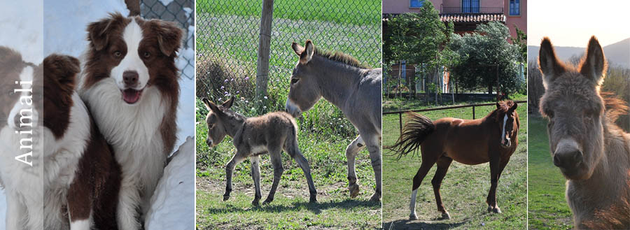 GLI ANIMALI SONO I BENVENUTI NELLA NOSTRA CASA